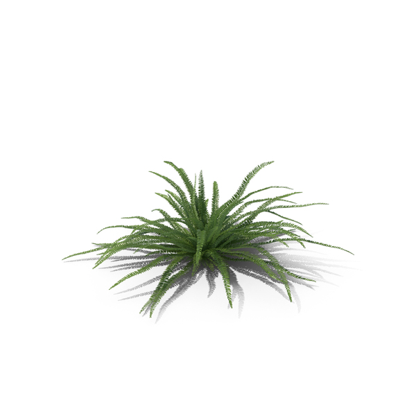 Fern Sword PNG & PSD Images