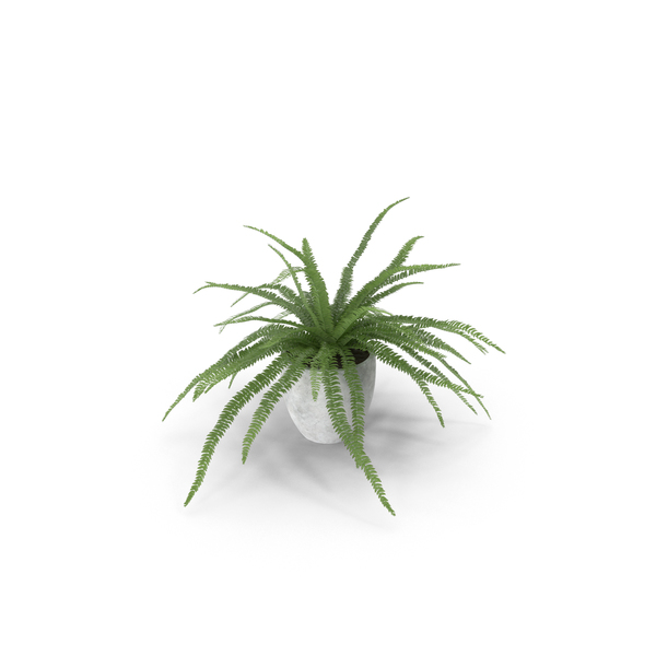 Potted Sword Fern PNG & PSD Images