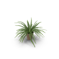 Potted Sword Fern PNG & PSD Images