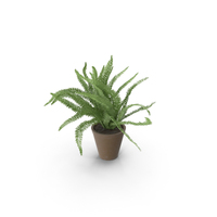 Potted Sword Fern PNG & PSD Images
