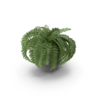 Potted Sword Fern PNG & PSD Images