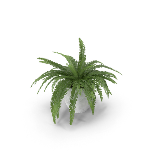 Potted Sword Fern PNG & PSD Images
