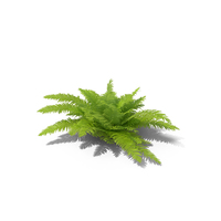 Fern PNG & PSD Images