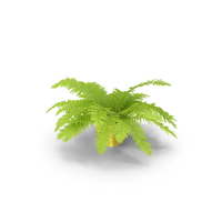 Potted Fern PNG & PSD Images