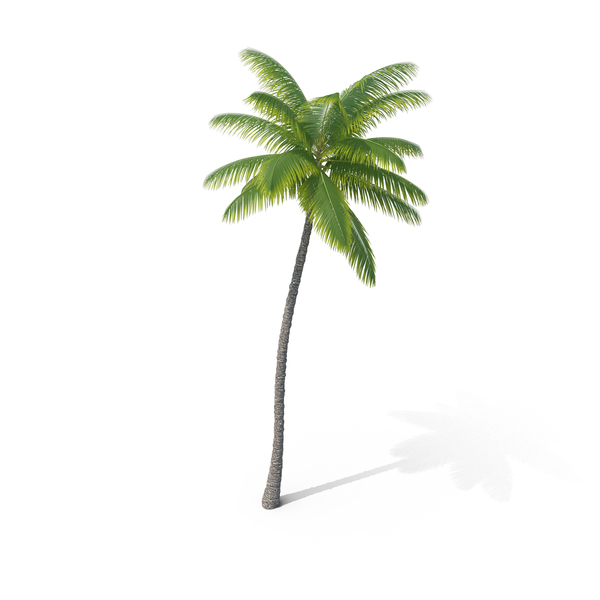 Palm Tree PNG & PSD Images