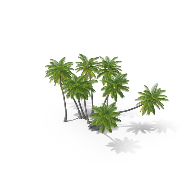 Palm Trees PNG & PSD Images