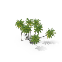 棕榈树PNG和PSD图像
