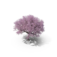 Sakura Lilac PNG & PSD Images