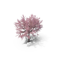 Japanese Cherry Tree PNG & PSD Images