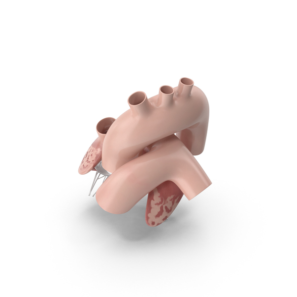 Heart Section PNG & PSD Images