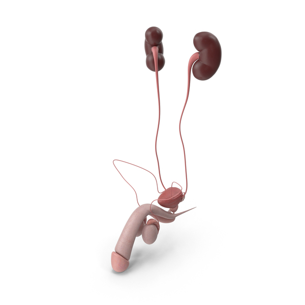 Man Urinary Reproductive System PNG & PSD Images