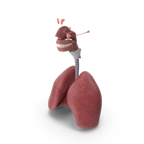 Man Respiratory System PNG & PSD Images Man Respiratory System PNG & PSD Images