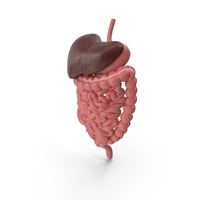 Man Digestive System PNG & PSD Images