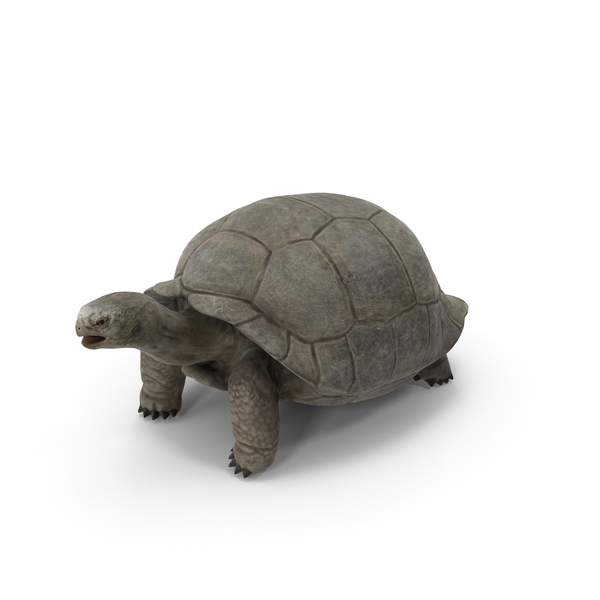 Tortoise PNG & PSD Images