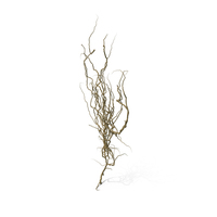 Dry Ivy PNG & PSD Images