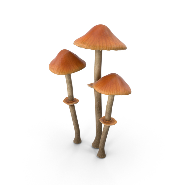 Pholiotina Rugosa Mushrooms PNG & PSD Images