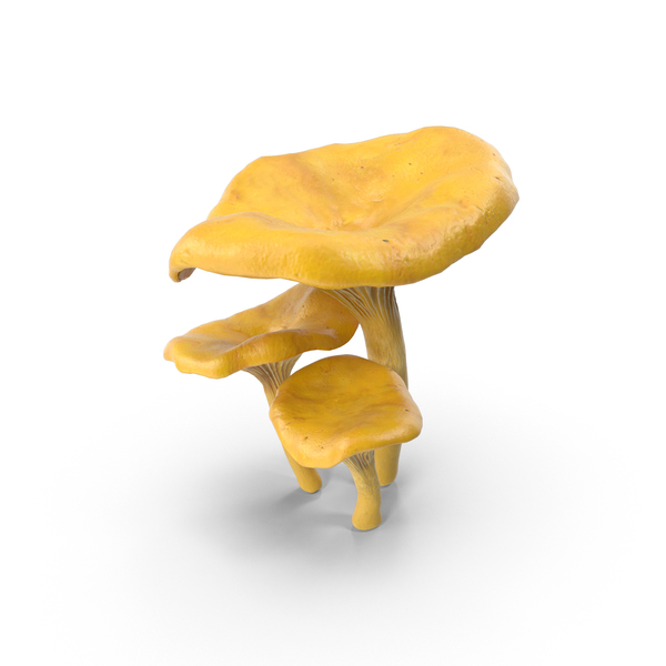 Chanterelle Mushrooms PNG & PSD Images