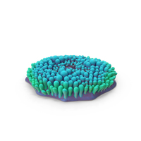 Ricordea Coral PNG & PSD Images