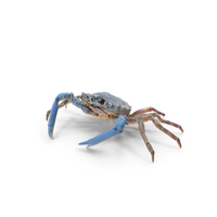 Decorator Crab PNG & PSD Images