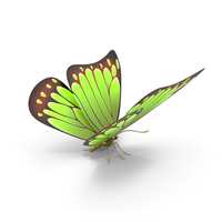 Green Butterfly PNG & PSD Images