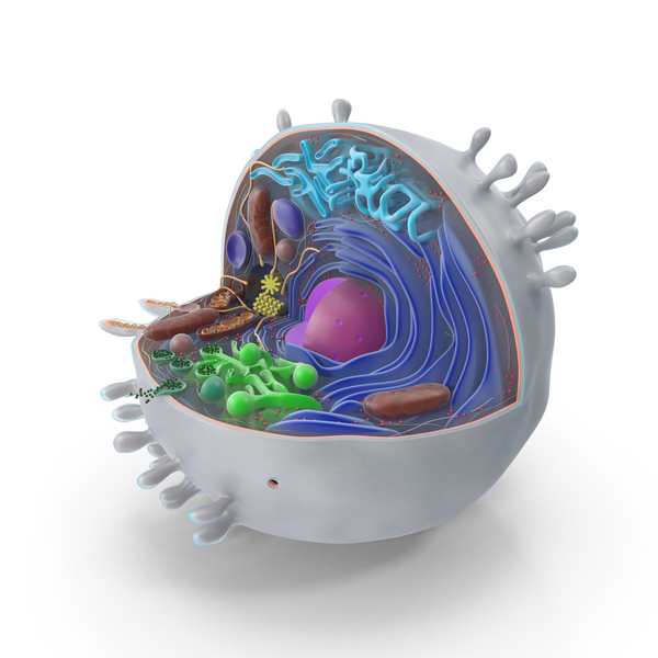 Animal Cell PNG & PSD Images