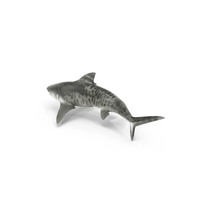 Tiger Shark PNG & PSD Images