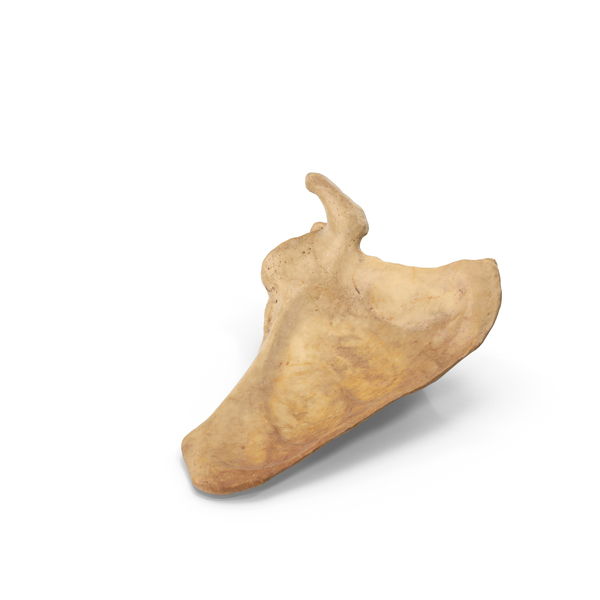 Human Scapula Bone PNG & PSD Images