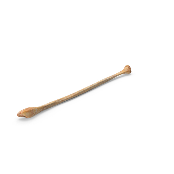 Human Fibula Bone PNG & PSD Images