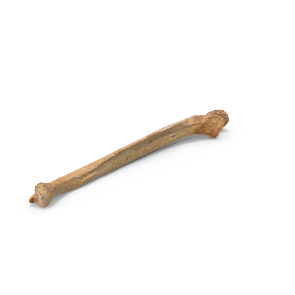 Human Ulna Bone PNG & PSD Images