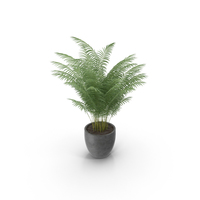 Potted Areca Palm PNG & PSD Images