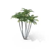 Areca Palm Tree PNG & PSD Images