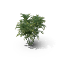 Areca Palm Tree PNG & PSD Images