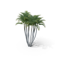 Areca Palm Tree PNG & PSD Images