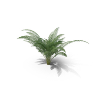 Areca Palm Small PNG & PSD Images