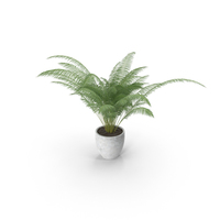 Areca Palm Small PNG & PSD Images
