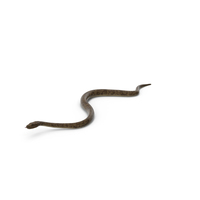 Boa PNG & PSD Images