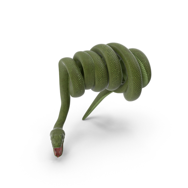 Snake Green Boa PNG & PSD Images