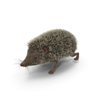 Hedgehog PNG & PSD Images
