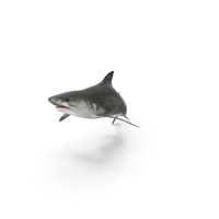 Tiger Shark Attack PNG & PSD Images