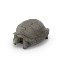 Galapagos Tortoise PNG & PSD Images