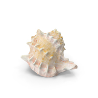 Sea Shell PNG & PSD Images