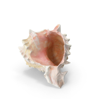 Conch Sea Shell PNG & PSD Images