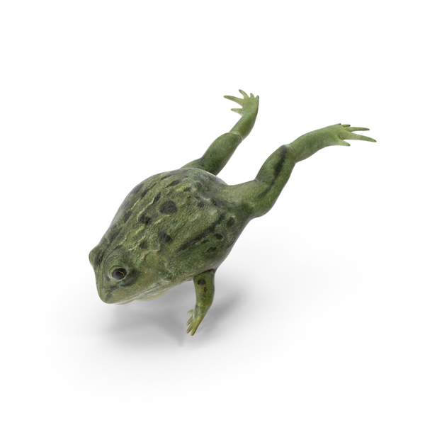 Pixie Frog跳跃PNG和PSD图像