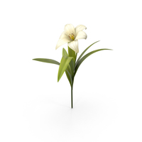 Flower PNG & PSD Images
