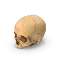 人类头骨PNG和PSD图像