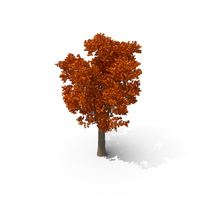 Fall Tree PNG & PSD Images