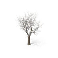 雪树PNG和PSD图像