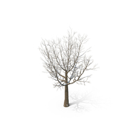 Snowy Tree PNG & PSD Images