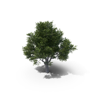 Ash Tree PNG & PSD Images