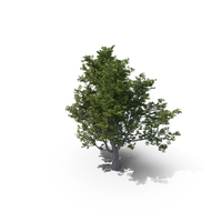 Ash Tree PNG & PSD Images